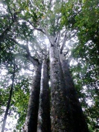 whangarei (57)